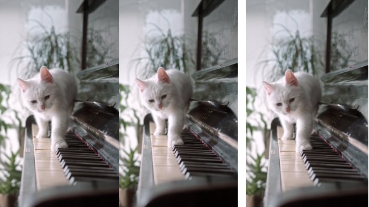 Super Cute ♥ Best Funny Cat Videos -3