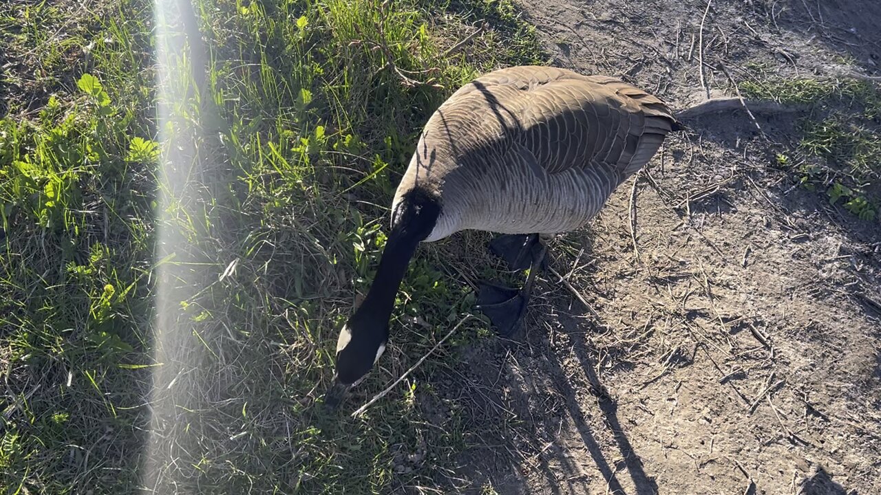 Canada Goose encroaching on my space