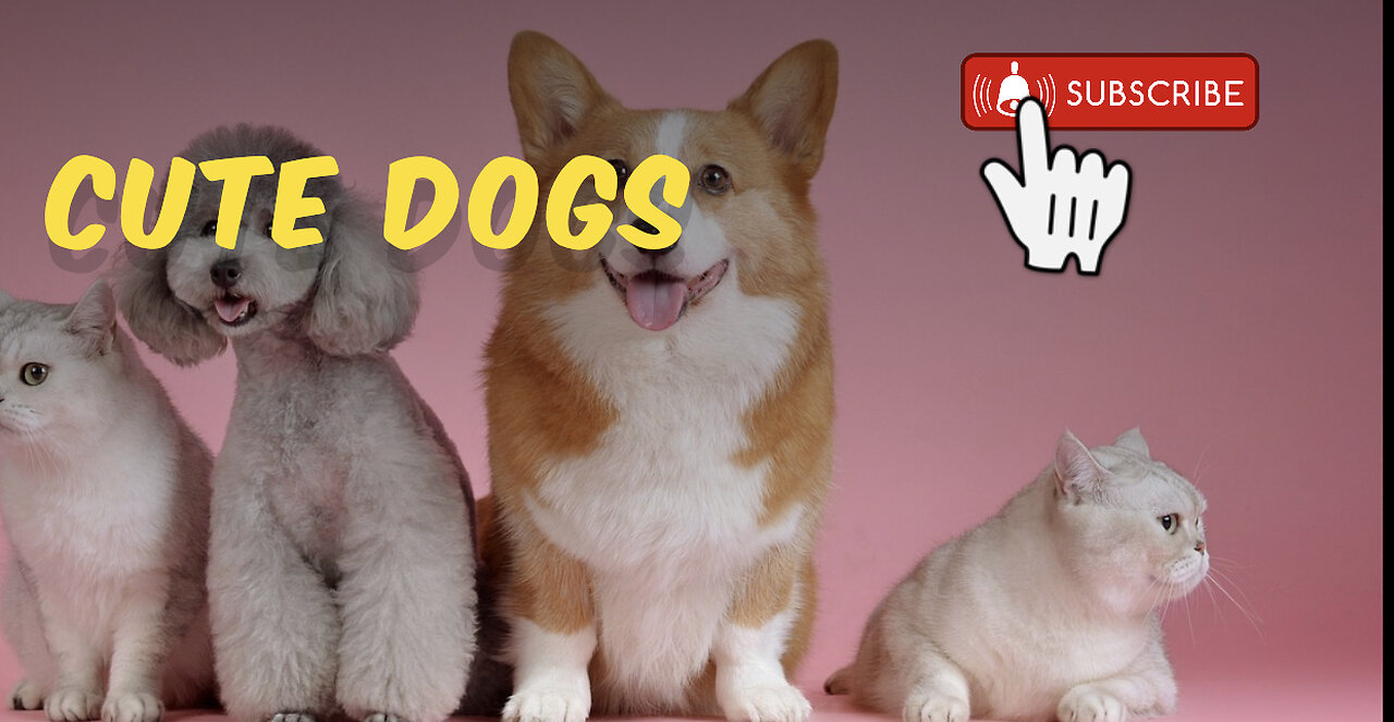 Cute Dogs 🐕