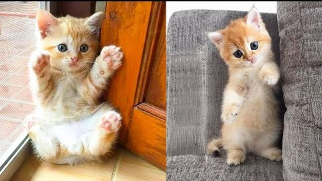 Baby Cats - Cute and Funny Cat Videos Compilation