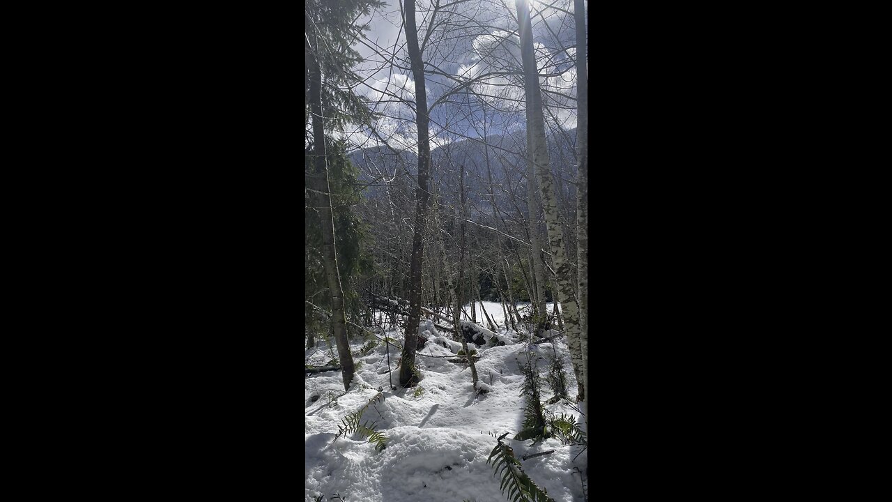 wild life in the forest