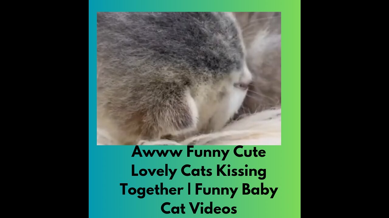 Awww Funny Cute Lovely Cats Kissing Together | Funny Baby Cat Videos