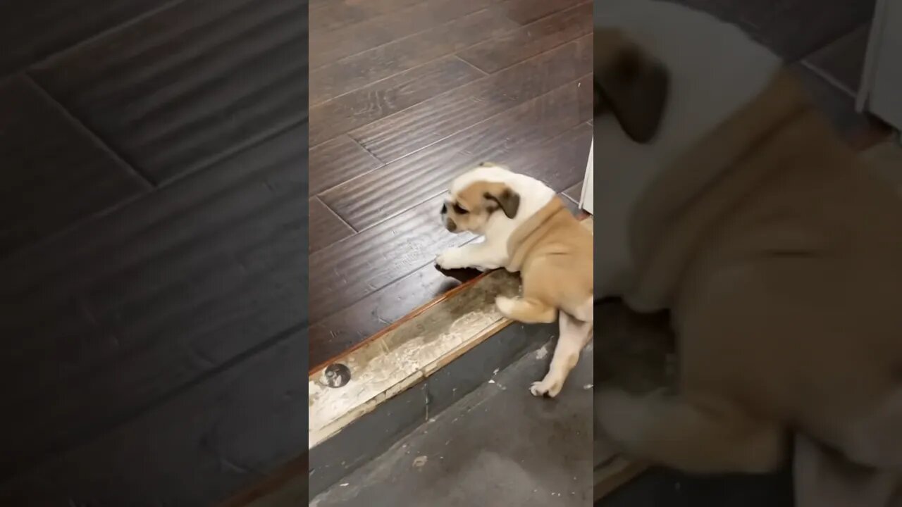 When My Dog Was a Baby 😂😍 #dogsofyoutube