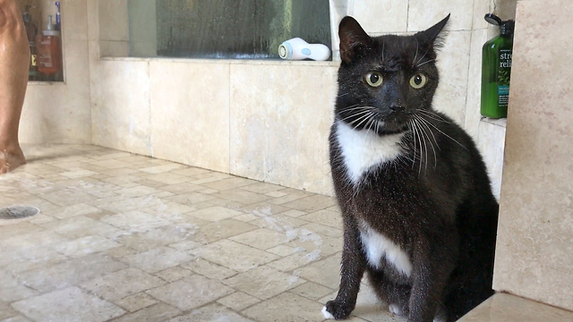 Crazy cat showers with his owner