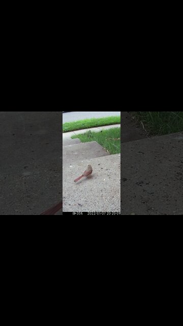 Fledgling Cardinal #Shorts 🌲