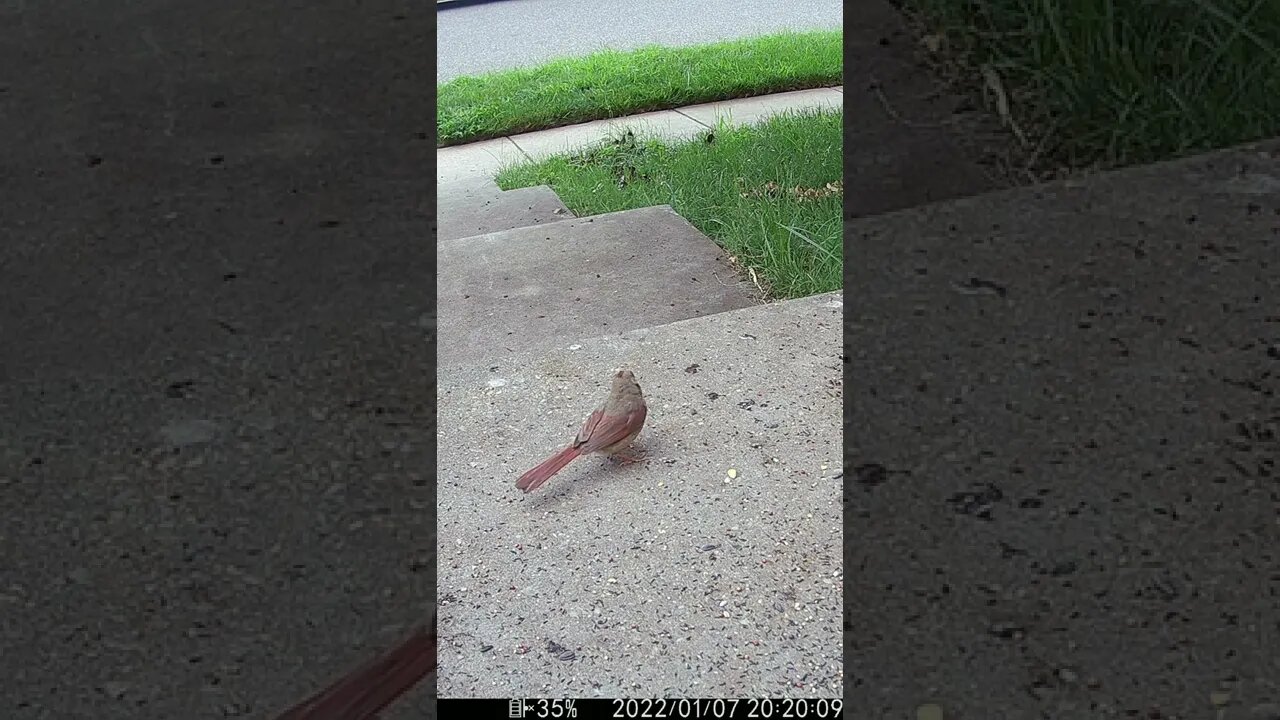 Fledgling Cardinal #Shorts 🌲