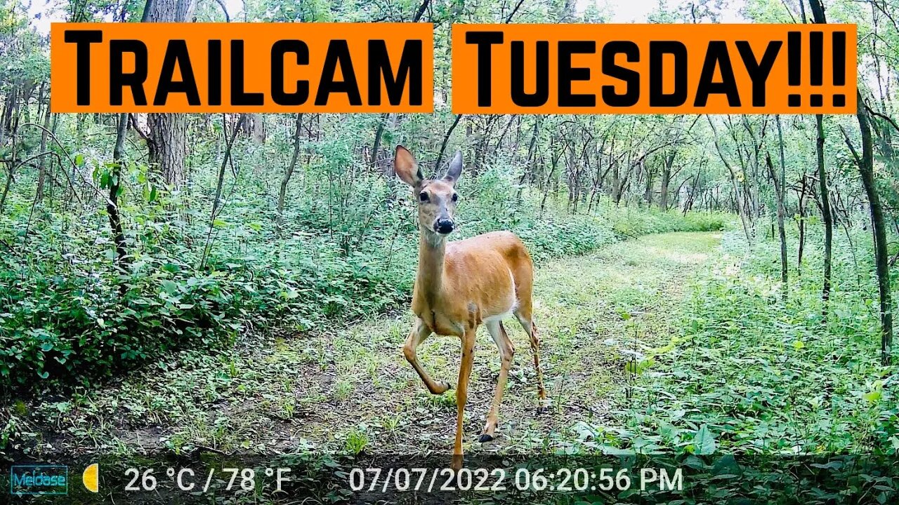 TRAILCAM Footage From Around The PROPERTY!!!
