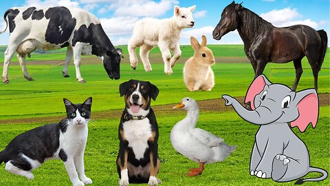 Educational content for children_ horse, cat, sheep, pig, dog, chicken, cow, giraffe, camel, duck, goat, donkey