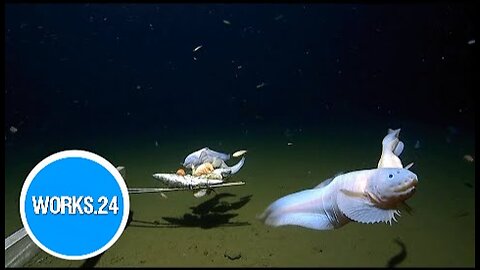 Snailfish breaks record, becomes deepest fish ever filmed and captured |