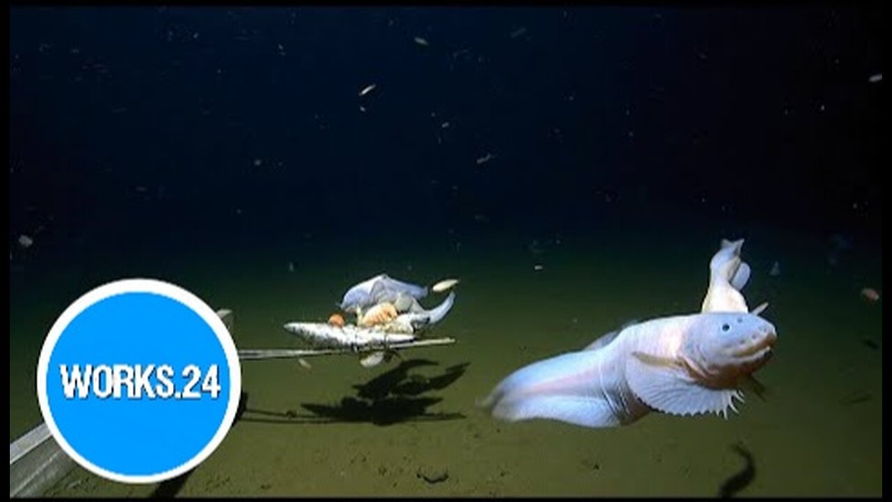 Snailfish breaks record, becomes deepest fish ever filmed and captured |