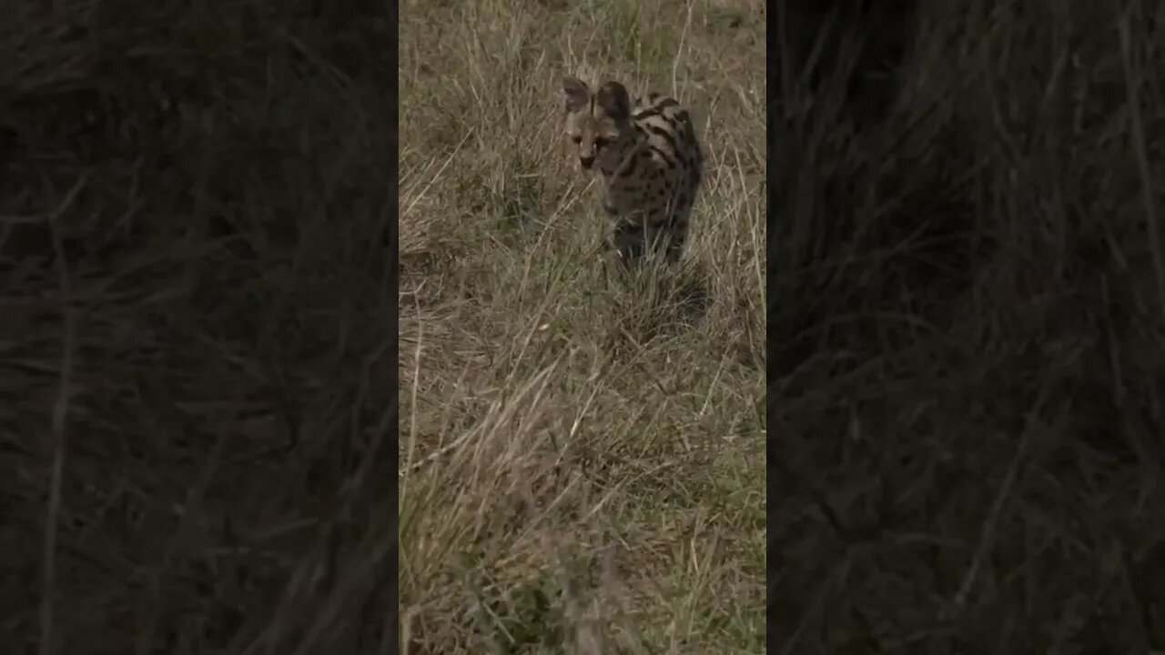 Rare footage of Serval Cat Hunting in Masai Mara!🤔#shorts #safari #travel #travelling