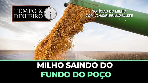 Milho saindo do fundo do poço