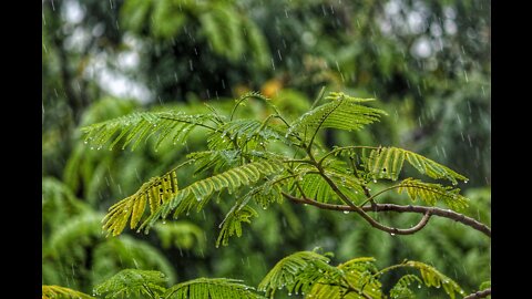 Relaxation Station - 10 Hours of Rain Sound - Raindrops Background