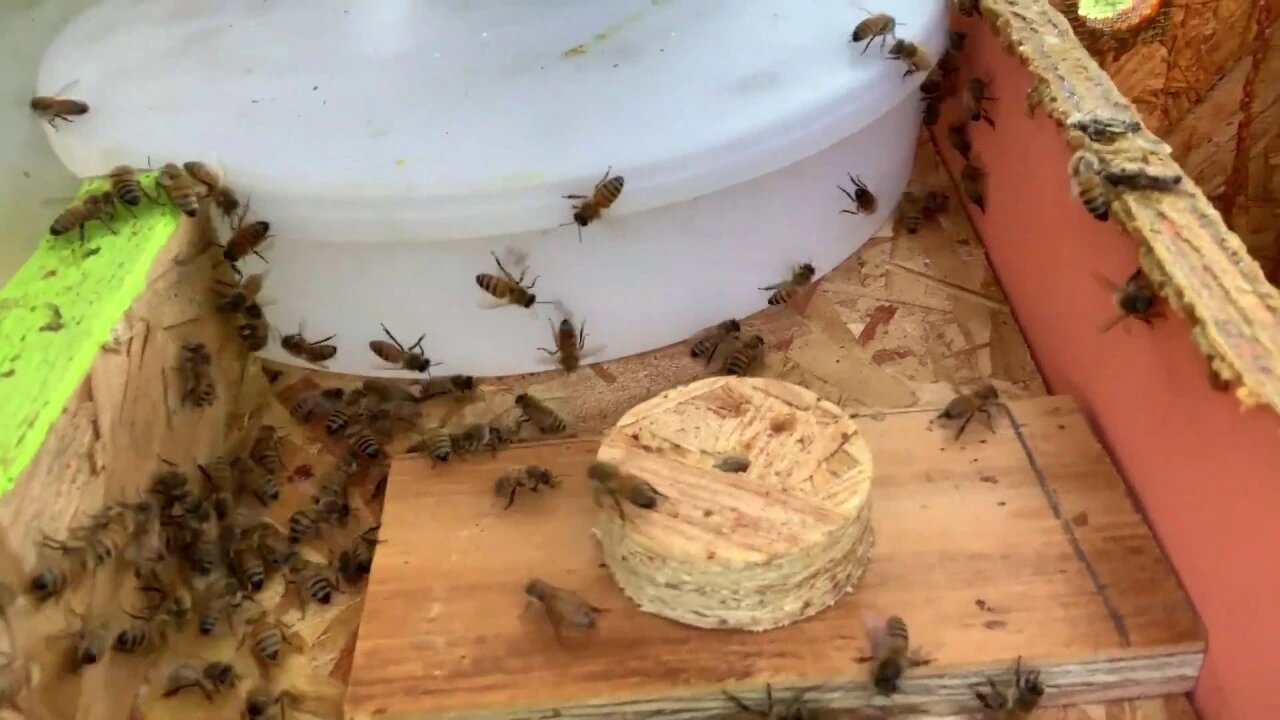 Sept 17, 2019 - HIVE #5 - I AM CLUELESS