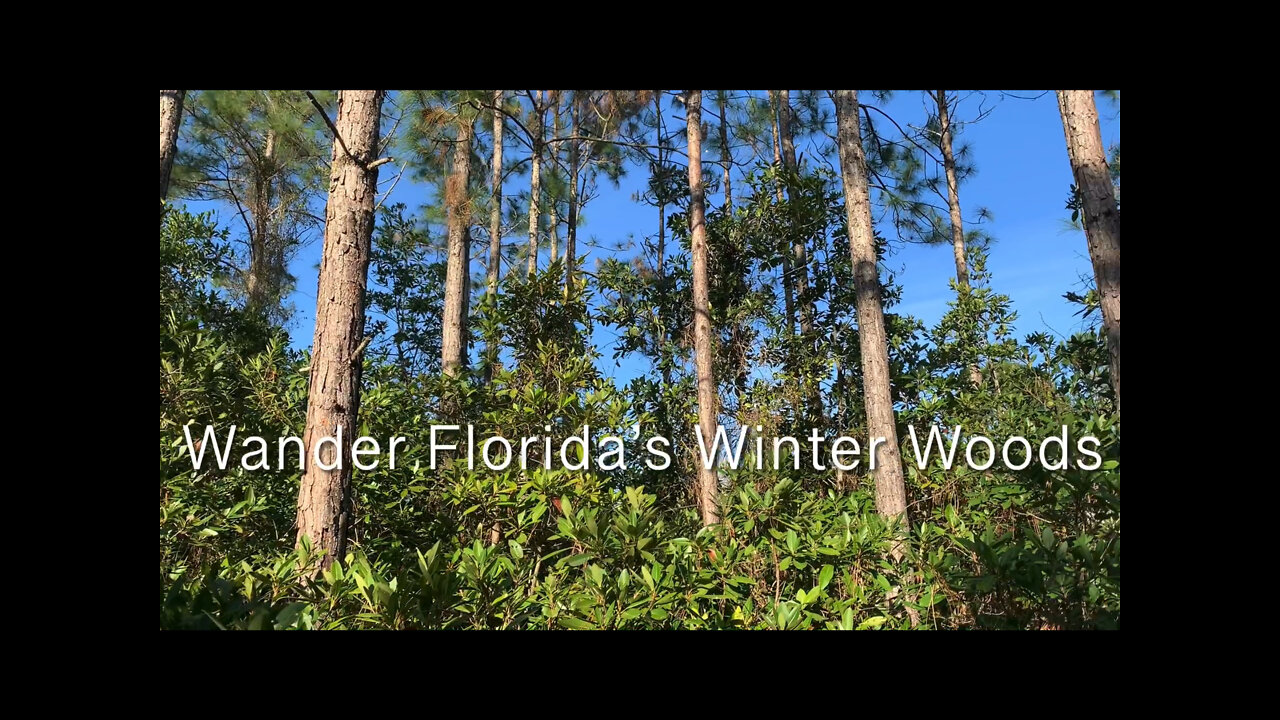 Wander Florida’s Winter Woods