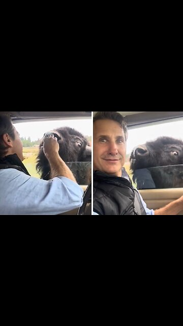 Lucky Travelers Have Super Close Encounters With Bison In The Pnw