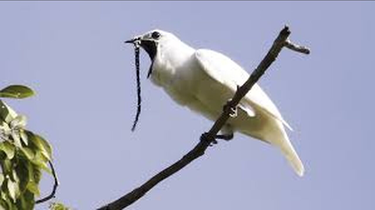 White bellbird: listen to the world's loudest bird call