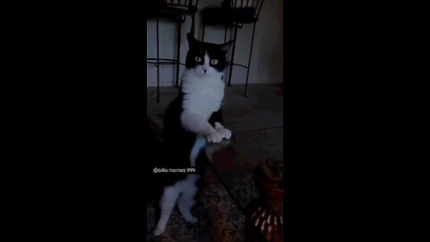 #cat #superBilla #Viralvideo #new funnymemes