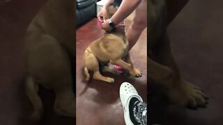 Roxanna puppy gets new collar LonelyCreek
