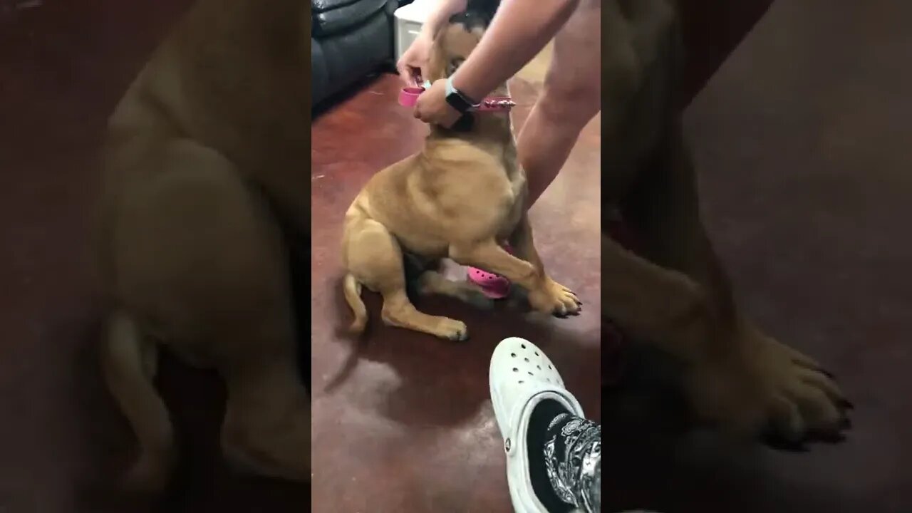 Roxanna puppy gets new collar LonelyCreek