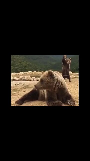 The pole dance bear