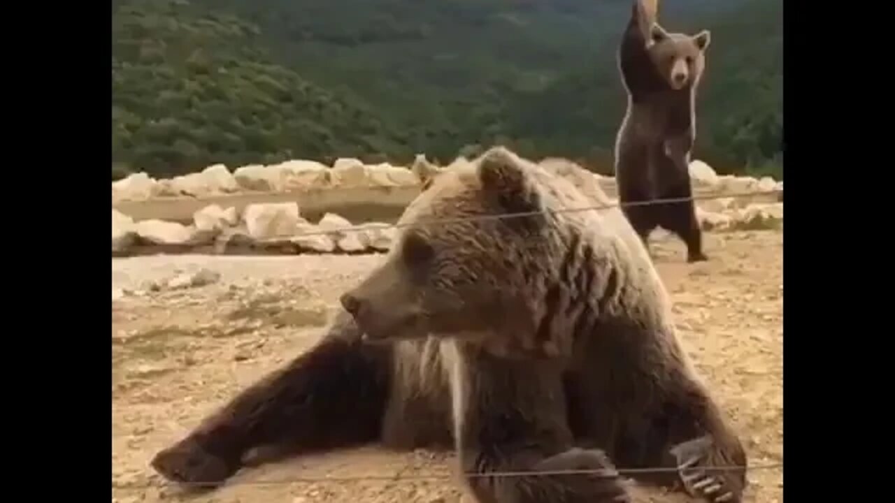 The pole dance bear