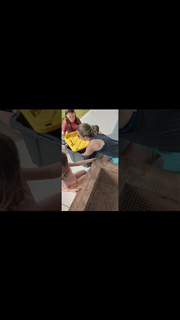 The Chicken Eviction | Our chick brooder is too small! #shorts