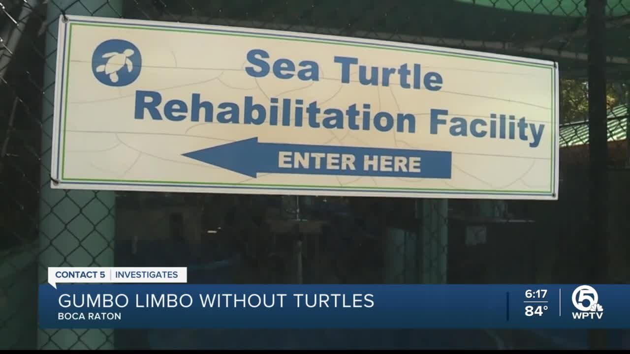 Gumbo Limbo told to stop rehabbing injured sea turtles