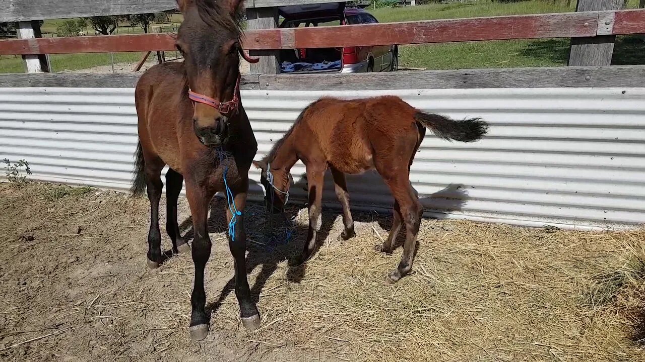 Paddy and Tippy arrive April 11, 2018