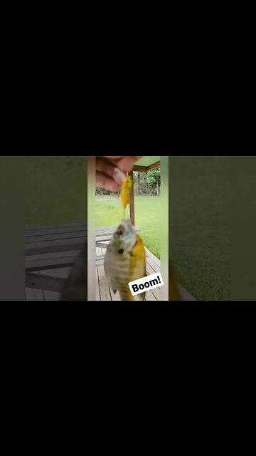 Best pond and creek bait! Bass, bluegill, panfish. #fintherapy #pond #creek #panfish #bluegill