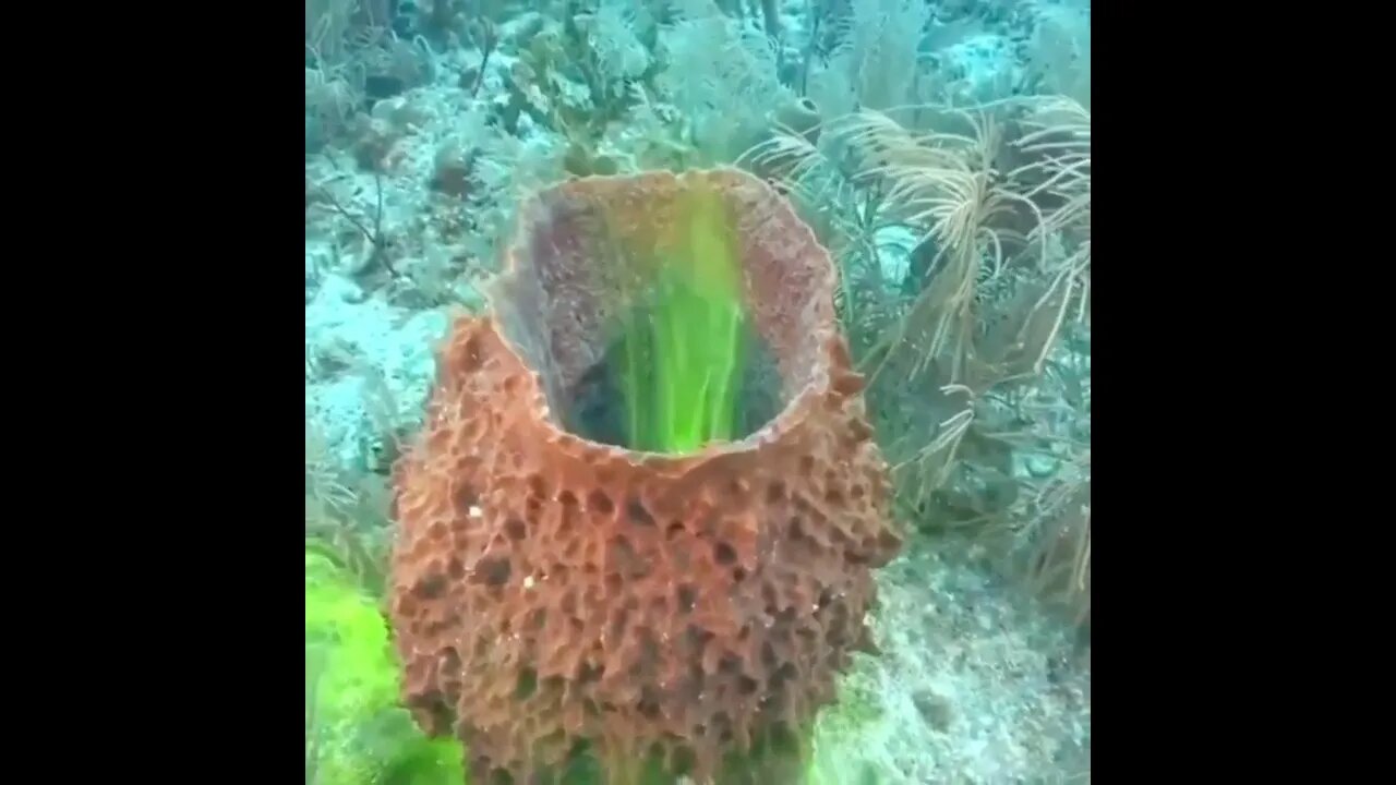 This is how a sea sponge pumps water out