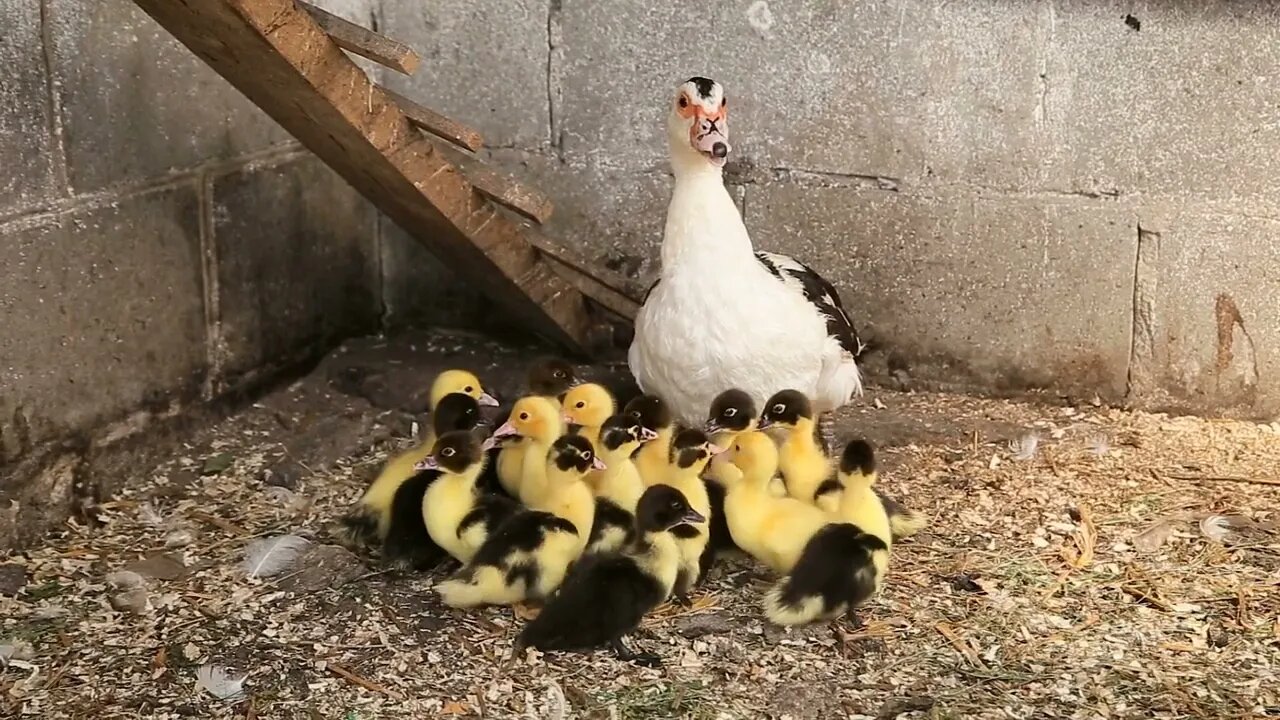 Mother duck and her ducklings