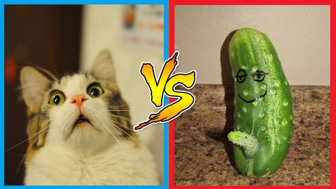 Funny moments - Cats vs Cucumber