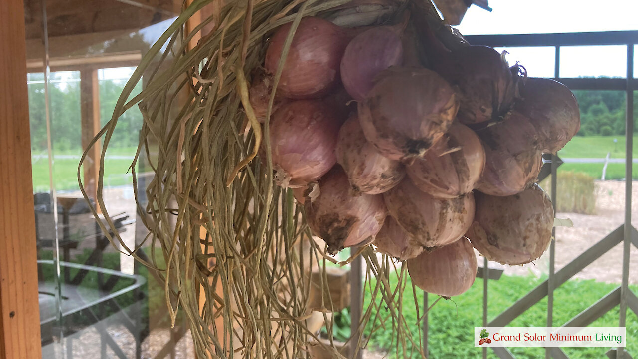 Drying and Storing Shallots