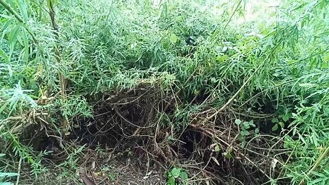 Clearing Mugwort to put up a fence 7th March 2021 ( Video 1 )