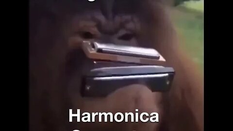 Harmonica Orangutan