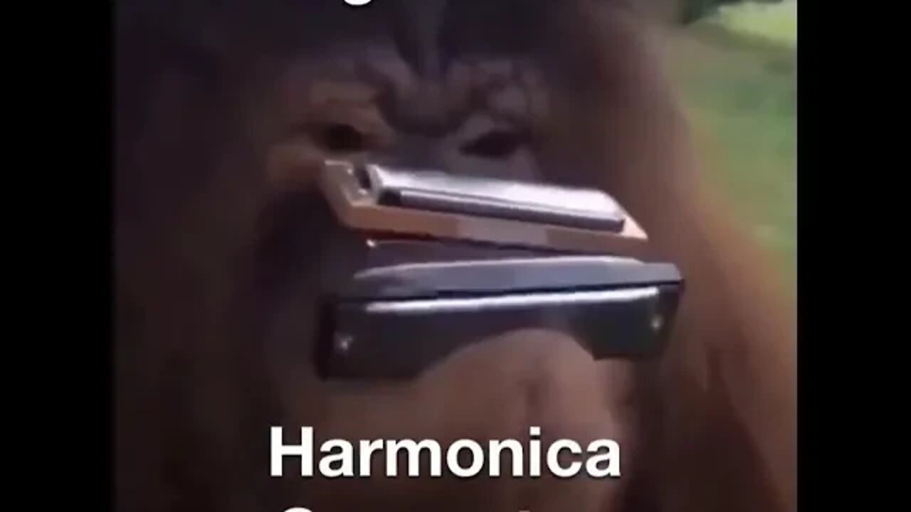 Harmonica Orangutan