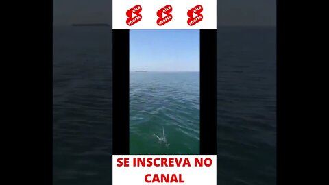 Pegando a gaivota #shorts