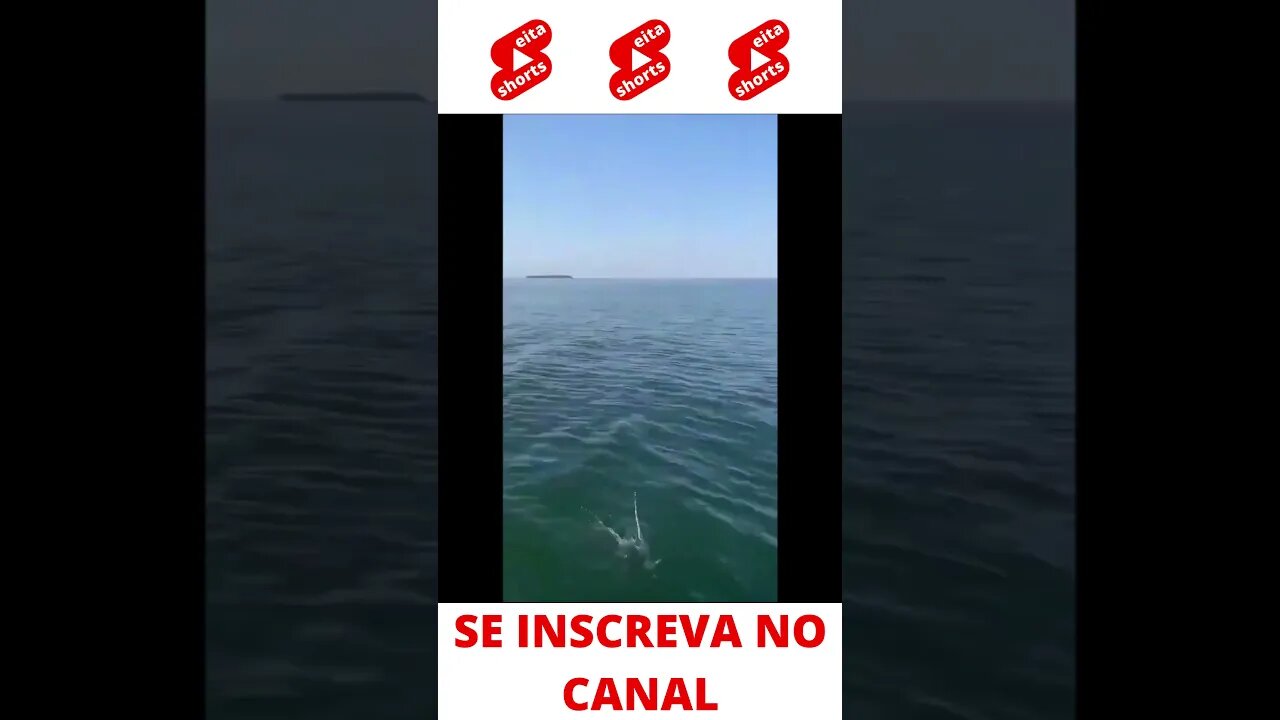 Pegando a gaivota #shorts