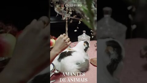 GATO FOFO AMANTES DE ANIMAIS