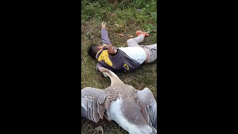 Funniest Man Attacks By Extreme Furious Goose Mighty?