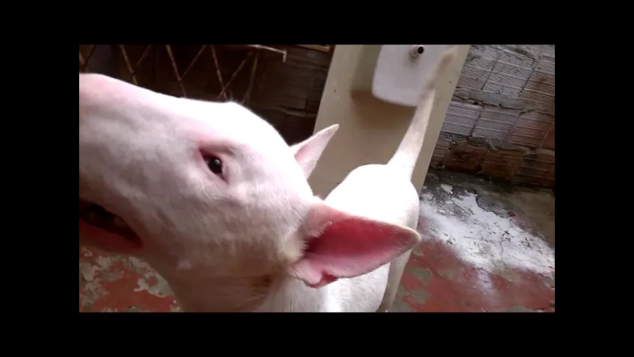 Bull Terrier brincando no quintal!