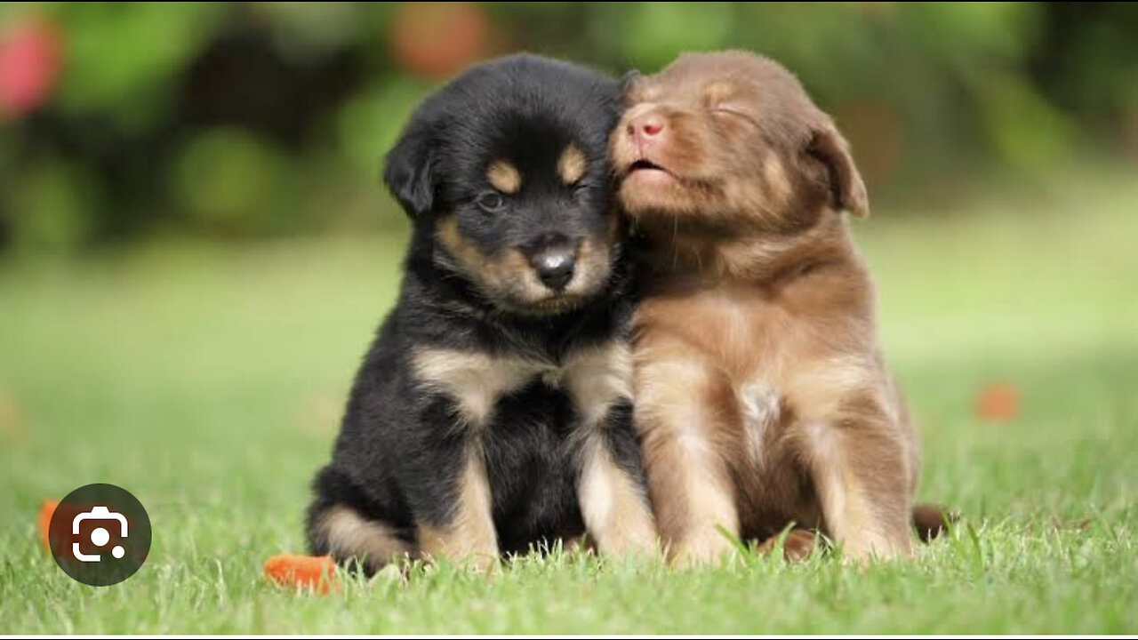 cute puppy videos funny compilation