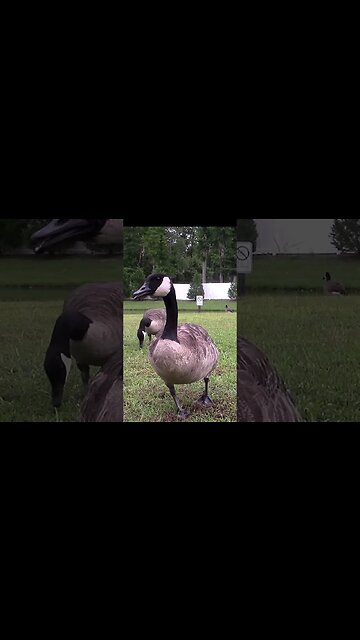 The Geese Have Taken Over #shorts