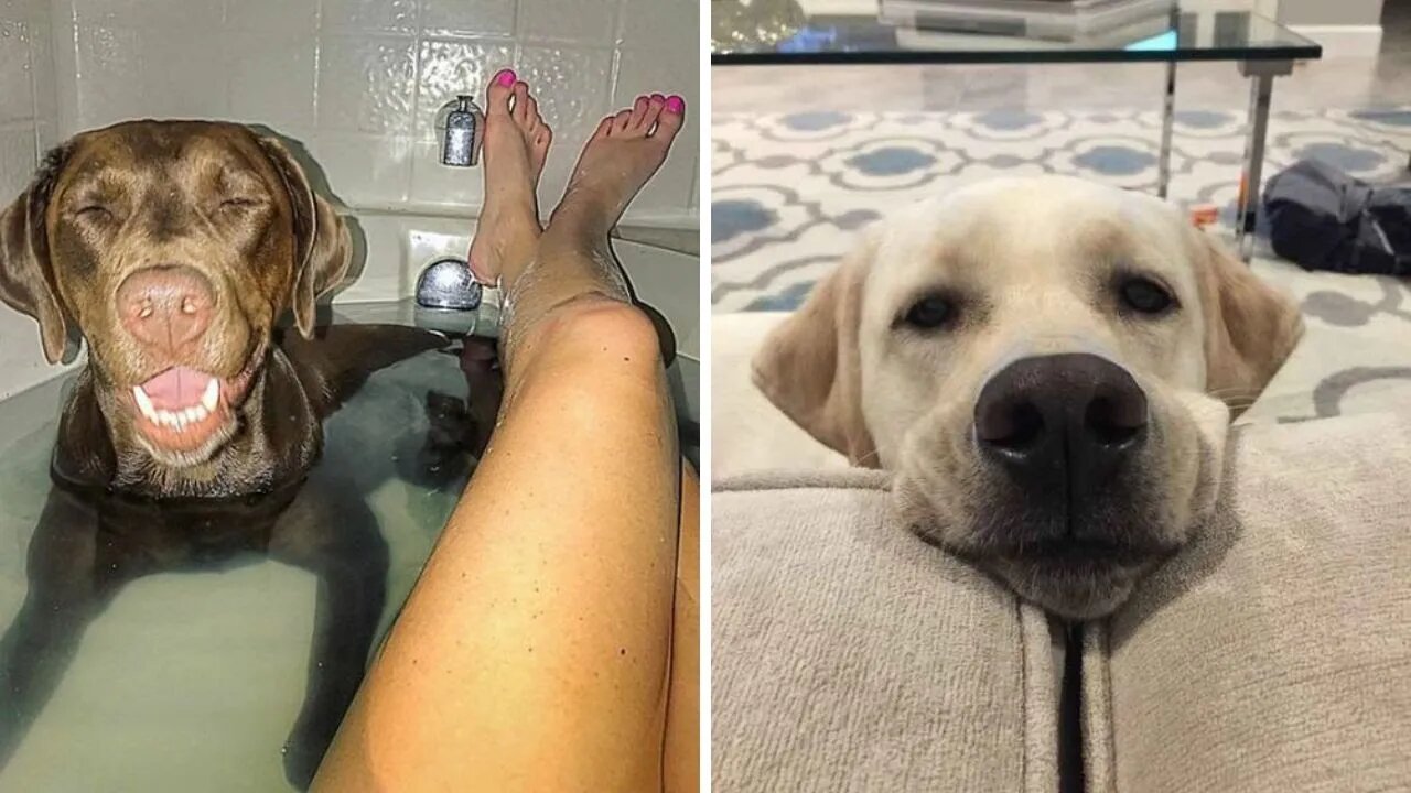 Does Your Labrador Behave Like This? Part# 4️⃣Funny Labrador Puppies | Paws Affliction
