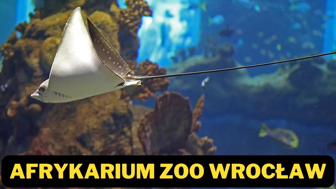 Afrykarium - niezwykły świat we Wrocławskim Zoo w Sony Xperia Movie Creator