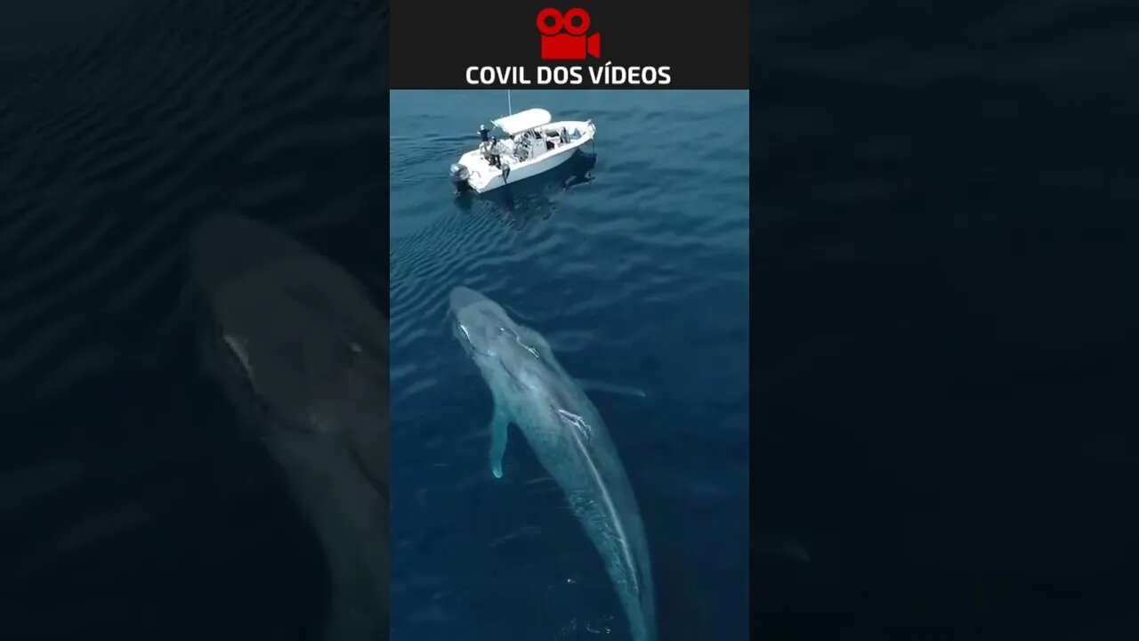 olha o tamanho da baleia azul 😱😱😱