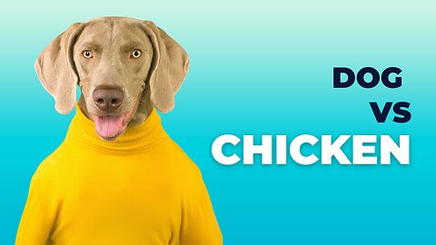 Chicken VS Dog Fight - Funny Dog Fight Videos