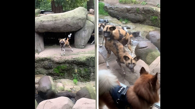 Wild Dogs see a Domesticated Dog