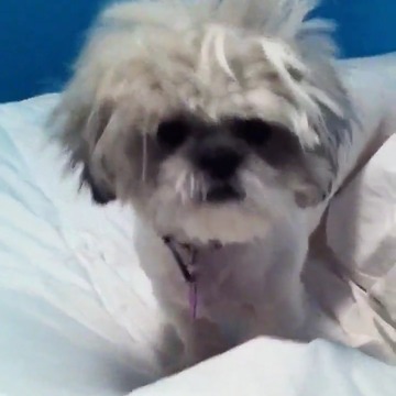 Dog with crazy hair gets comfy in bed